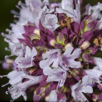 La planta aromática que es súper útil en tu cocina y atrae las abejas a tu jardín