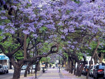 El árbol que llena las veredas de color y que podés multiplicar con una sencilla técnica