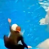 Indigna en redes entrenador que golpea a ballenas beluga por no besarlo para un truco
