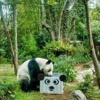 Cumpleaños 35 de Xin Xin, única panda gigante de Latinoamérica, se festejará en Chapultepec