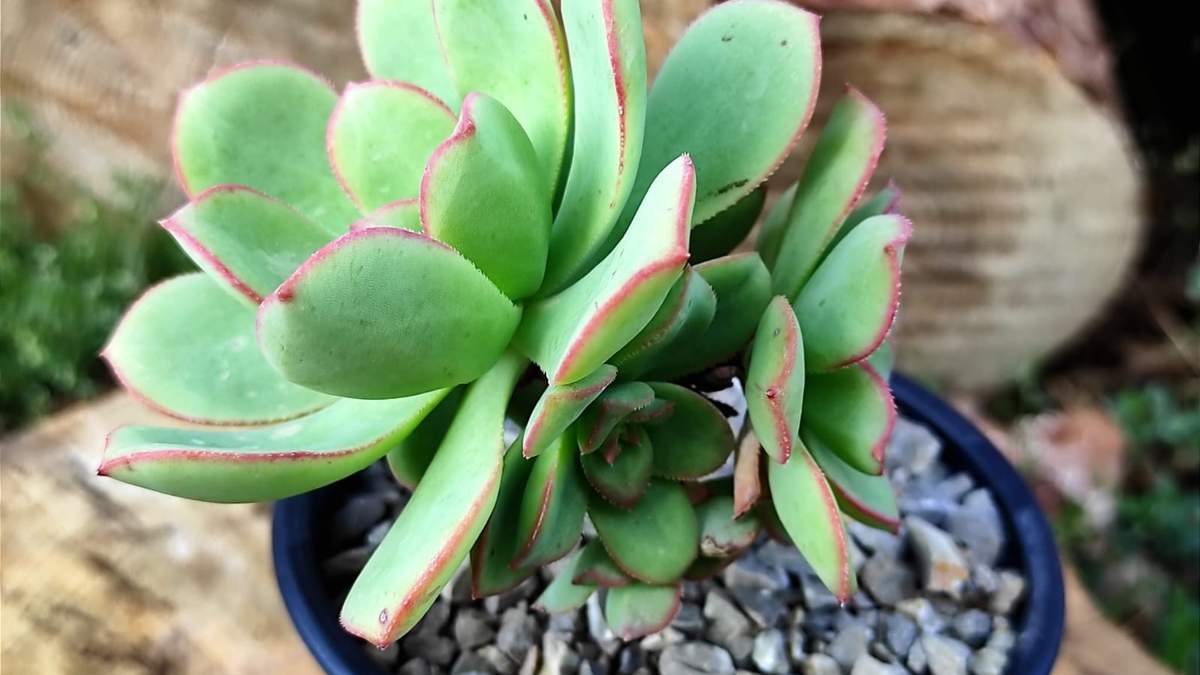 Plantas. Fuente: (Instagram)