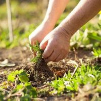 3 malas hierbas o malezas que arruinan tu jardín: cómo controlarlas y evitar que aniquilen todas tus plantas