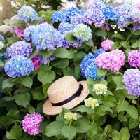 La planta favorita de las abuelas que no puede faltar en tu jardín antes de que llegue la primavera