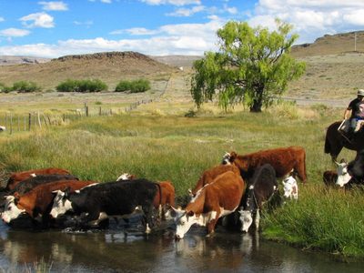 La Sociedad Rural del Neuquén preocupada por los hechos contra la propiedad privada