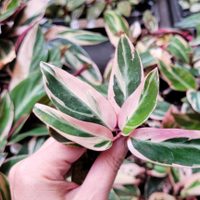 Los trucos de viveristas para cuidar esta hermosa planta rosa que vas a querer sumar a tu colección
