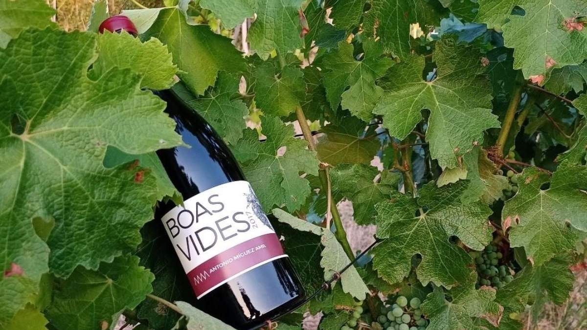 Vinos elaborados con métodos tradicionales. Fuente: (Instagram)