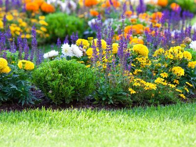 El brebaje casero y económico para que tus plantas marchitas florezcan sin parar