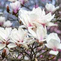 Magnolia, la planta que resiste el frío y perfuma el jardín con flores exóticas: cómo propagarla