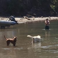 Villa la Angostura recordó que está prohibido el ingreso de mascotas a las playas