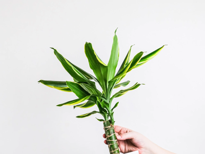 Cortala sin miedo: así podés reproducir y hacer esquejes de la Dracena, la costosa planta de moda