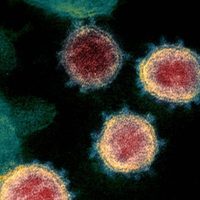 Por qué la nueva cepa de coronavirus detectada en Sudáfrica resulta particularmente preocupante
