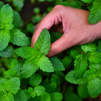 La planta que tenés que tener en tu jardín porque ahuyenta a los ratones y las lauchas