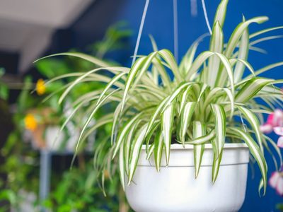 Planta cinta o malamadre: trucos para que crezca y se reproduzca esta planta de interior y exterior
