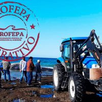 Aparece ballena muerta en playa de Puerto Peñasco; podría ser la misma que fue rescatada