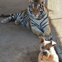 Policía busca tigre robado en Sonora