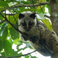 Hallan decenas de virus desconocidos en animales que se consumen en China: podrían ser peligrosos