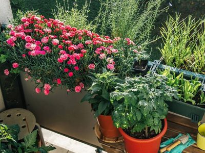 Ideal para el verano: la planta que explota de flores cuanto más sol recibe