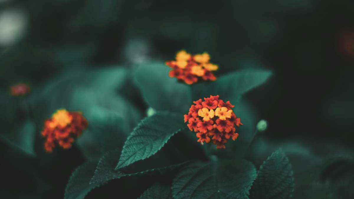 Plantas. Fuente: (Instagram)