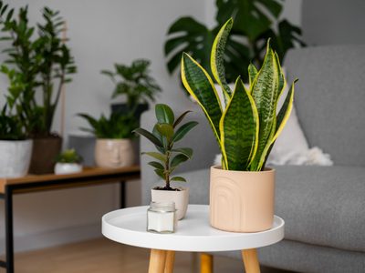 5 plantas que son altamente valoradas por mejorar la memoria: tomá nota
