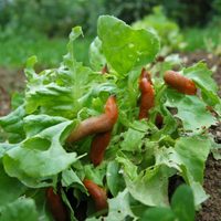 Con solo una rodaja de pepino, hacé este repelente para elimininar las babosas y caracoles de tu jardín