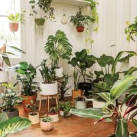 Las 4 plantas más poderosas que deberías tener sí o sí en tu hogar si querés atraer la buena fortuna