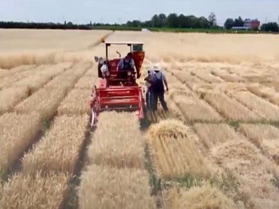 México, sin una política sostenible en seguridad alimentaria: FAO