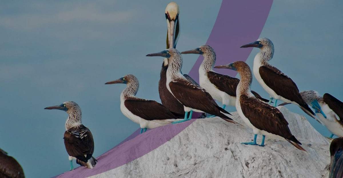 Encuentro virtual sobre aves migratorias. Fuente: (Instagram)