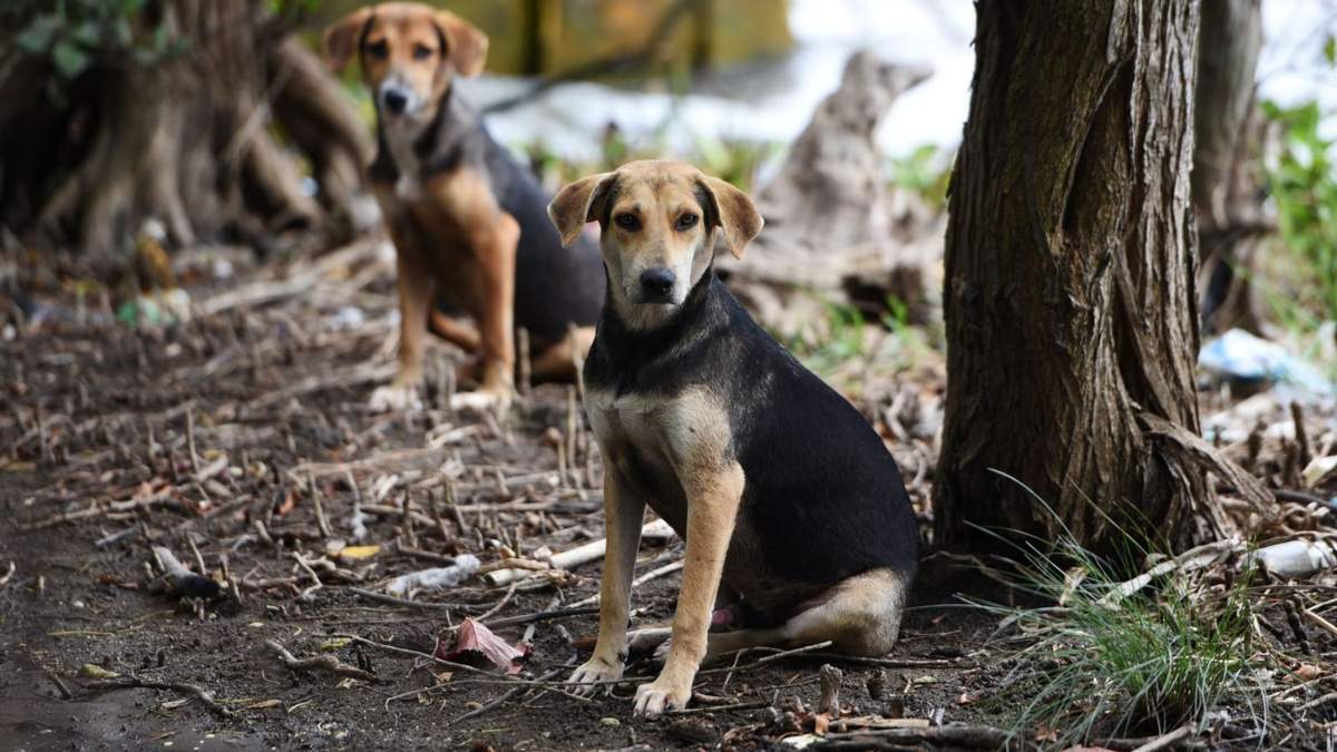 Protección a los animales
