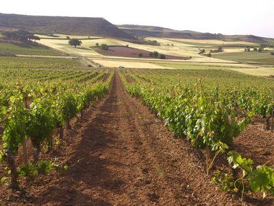 Premian al enoturismo en la célebre región de la Ribera del Duero