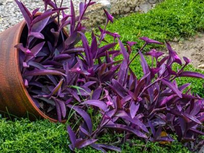 Tradescantia pallida, la planta más chic y fácil de cuidar: cómo hacer para que se llene de flores rosas