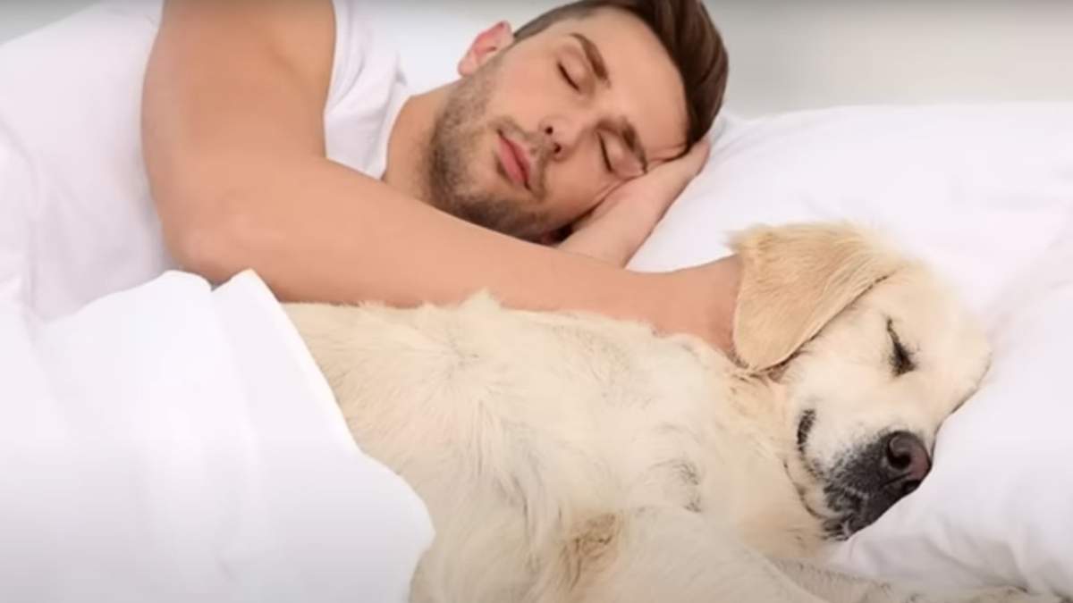 Los animales pueden moverse, ladrar e interrumpir el sueño.