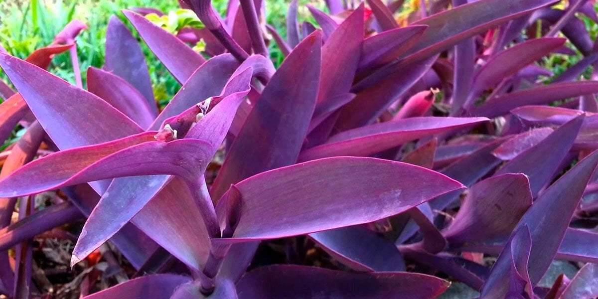 Tradescantia Pallida. Fuente: (X)