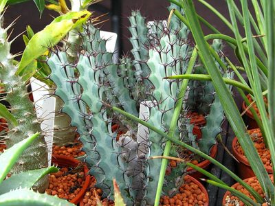 Las hermosas plantas exóticas que se adaptan a cualquier espacio y casi no necesitan cuidados