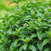 El secreto de los jardineros para que tu planta de menta crezca grande y rozagante