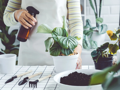 3 trucos fáciles y efectivos para convertirte en un verdadero experto con tus plantas y que estén siempre sanas