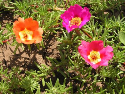 Preparate para la primavera con esta planta que tiene muchas flores y es fácil de cuidar