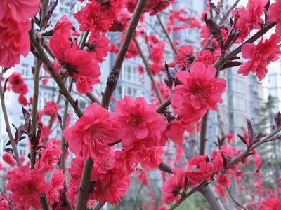 El árbol que anuncia la llegada de la primavera, de pocos cuidados y perfecto para jardines pequeños