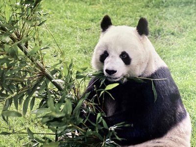 Tras muerte de la panda gigante Shuan Shuan, Sheinbaum busca traer otro ejemplar a Chapultepec
