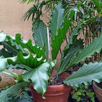 La planta que muchas abuelas tienen en su jardín y que esconde un poderoso secreto para la salud