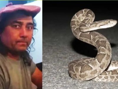Murió el camionero que fue picado por una serpiente yarará en Cutral Co