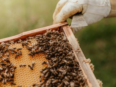 Instalan colmenas en paradas de colectivo para salvar abejas