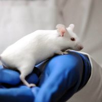 Científicos logran reproducción de ratones a partir de dos machos