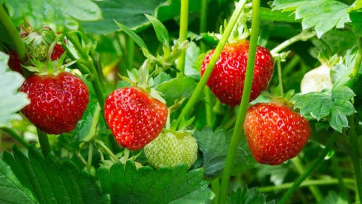 Frutilla. Fuente: (Instagram)