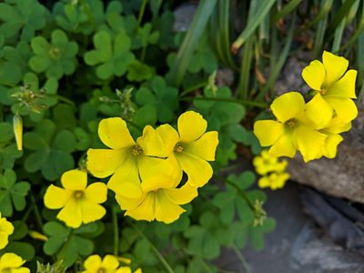 No las pises más: las flores que crecen entre algunas plantas del jardín y muchos la confunden con maleza
