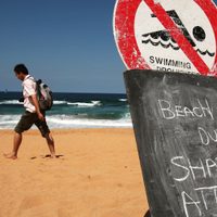 Terrible accidente en Sídney: un surfista muere tras un ataque de tiburón