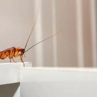 El truco casero para eliminar los insectos de la cocina