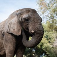 Murió Kenya, la última elefante del ex zoo de Mendoza