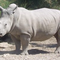 Más de 2 mil rinocerontes blancos en cautiverio serán liberados en África