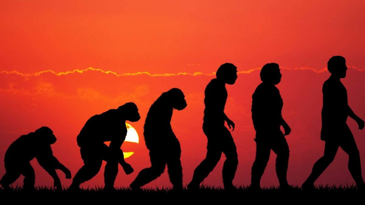 Imagen ilustrativa de la cadena evolutiva biológica de la humanidad. Fuente: (Twitter)