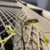 El insecto al que todos le temen en el jardín y que es un potencial riesgo para tus plantas